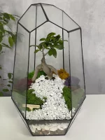 Бонсай в флорариуме Айсберг — изображение 4