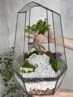 Бонсай в флорариуме Айсберг — изображение 2