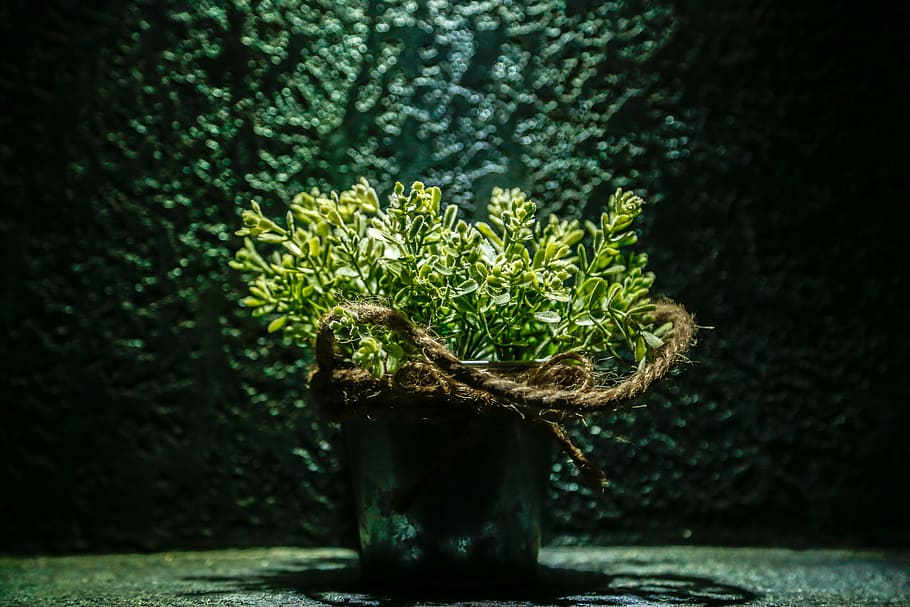 potted-flower-decoration-pot-plant