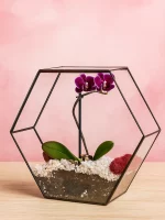 Орхидея фаленопсис в флорариуме Гексагон