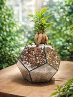 Бонсай микрокарпа гинсенг в флорариуме шар S