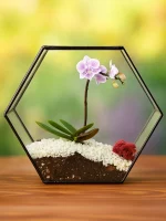 Орхидея фаленопсис в флорариуме Гексагон — изображение 6