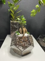 Бонсай микрокарпа гинсенг в флорариуме шар S