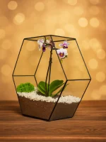 Орхидея фаленопсис в флорариуме Гексагон — изображение 2