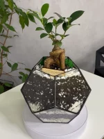 Бонсай микрокарпа гинсенг в флорариуме шар S