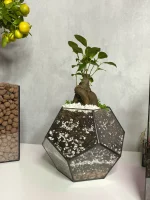 Бонсай микрокарпа гинсенг в флорариуме шар S