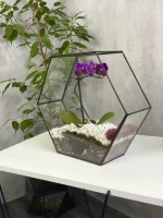 Орхидея фаленопсис в флорариуме Гексагон — изображение 4