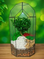 Африканский мирт (мирсина) в флорариуме Башня — изображение 2