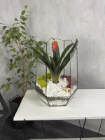 Гузмания в флорариуме осколок