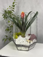 Гузмания в флорариуме осколок