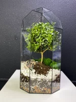 Африканский мирт (мирсина) в флорариуме Башня — изображение 6