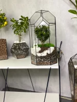 Африканский мирт (мирсина) в флорариуме Башня — изображение 5