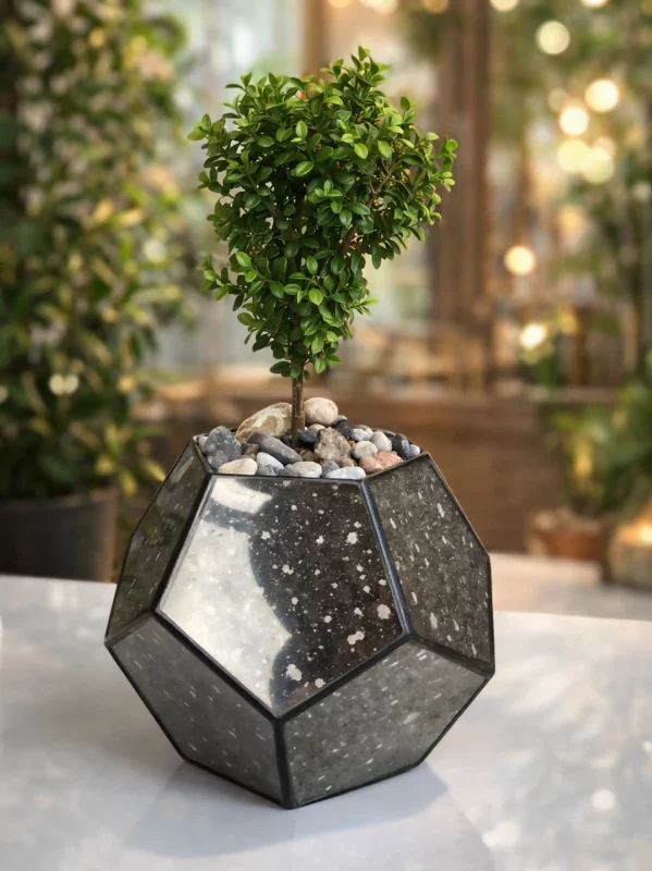 Африкански мирт мирсина в флорариуме шар S