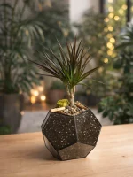 Драцена в флорариуме шар M