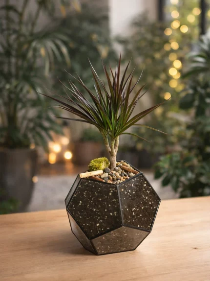 Драцена в флорариуме шар M