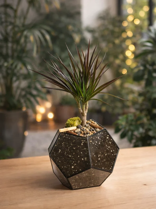 Драцена в флорариуме шар M