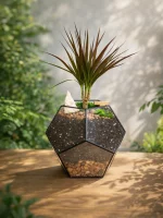 Драцена в флорариуме шар L