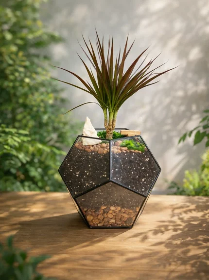 Драцена в флорариуме шар L