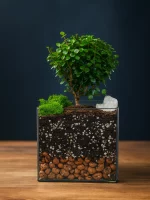 Мирт (мирсина) в флорариуме квадрат M