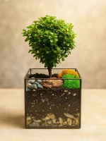 Мирт (мирсина) в флорариуме квадрат S