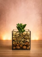 Суккулент в флорариуме квадрат S