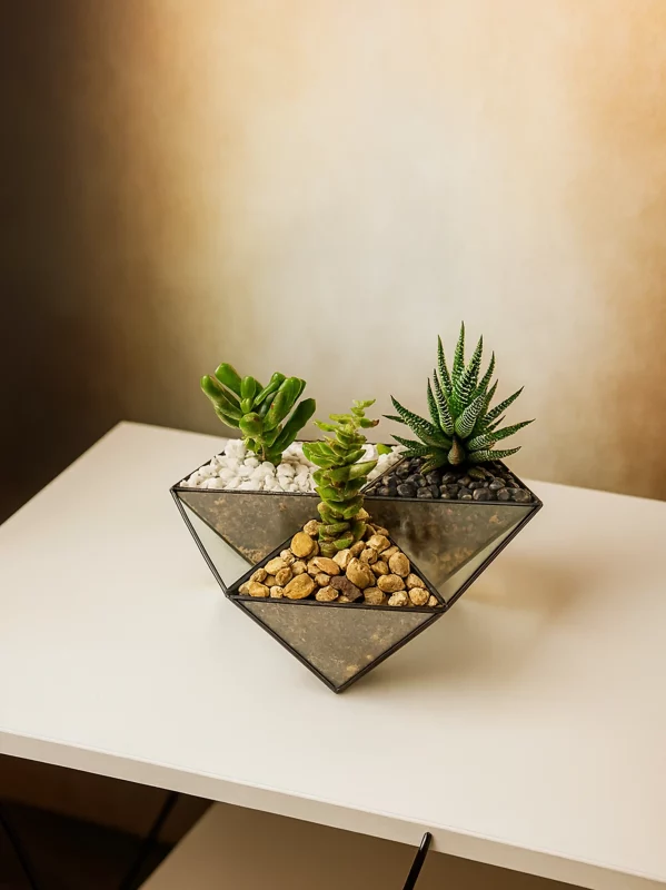 три суккулента в флорариуме НЛО