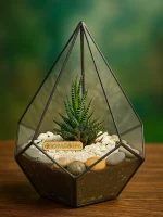 Хавортия в флорариуме капелька S