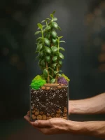 Денежное дерево крассула в флорариуме квадрат M