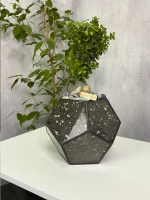 Африкански мирт мирсина в флорариуме шар S