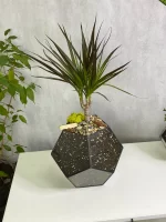 Драцена в флорариуме шар M