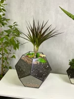 Драцена в флорариуме шар L