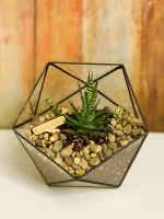 Хавортия с тремя суккулентами в флорариуме икосаэдр S (Small, маленький)