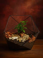 Бонсай микрокарпа гинсенг в флорариуме икосаэдр L (Large, большой)