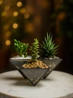 три суккулента в флорариуме НЛО