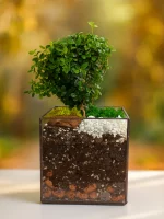 Мирт (мирсина) в флорариуме квадрат M