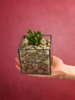 Суккулент в флорариуме квадрат S