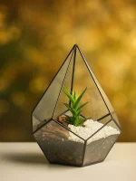 Хавортия в флорариуме капелька S