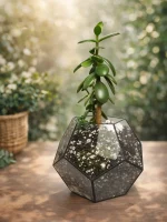 Денежное дерево крассула в флорариуме шар S