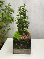 Денежное дерево крассула в флорариуме квадрат M