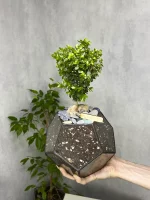 Африкански мирт мирсина в флорариуме шар S