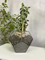 Денежное дерево (толстянка крассула) в флорариуме Шар M (Medium, средний)