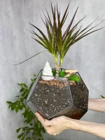 Драцена в флорариуме шар L