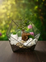 Бонсай микрокарпа гинсенг в флорариуме икосаэдр L (Large, большой)