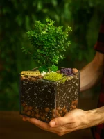 Мирт (мирсина) в флорариуме квадрат M