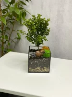 Мирт (мирсина) в флорариуме квадрат S