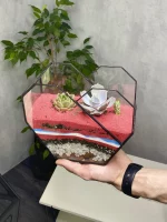 три суккулента в флорариуме сердце