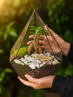 Бонсай микрокарпа гинсенг в флорариуме капелька S