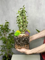 Денежное дерево крассула в флорариуме квадрат M