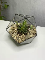 Хавортия с тремя суккулентами в флорариуме икосаэдр S (Small, маленький)