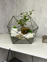 Бонсай микрокарпа гинсенг в флорариуме икосаэдр L (Large, большой)
